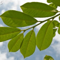Cherry Laurel